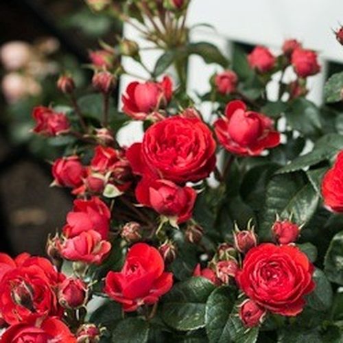 Rosa Chica Flower Circus® - roșu - Trandafir copac cu trunchi înalt - cu flori tip trandafiri englezești - coroană tufiș